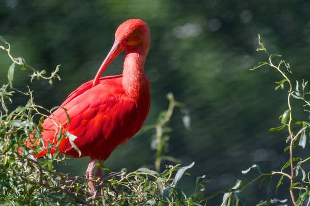 Sylvan Heights Bird Park - Image 1