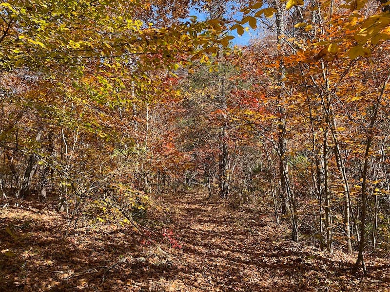 Appomattox-Buckingham State Forest - Image 2