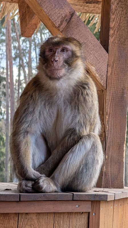 Kinder Zoo - Image 1