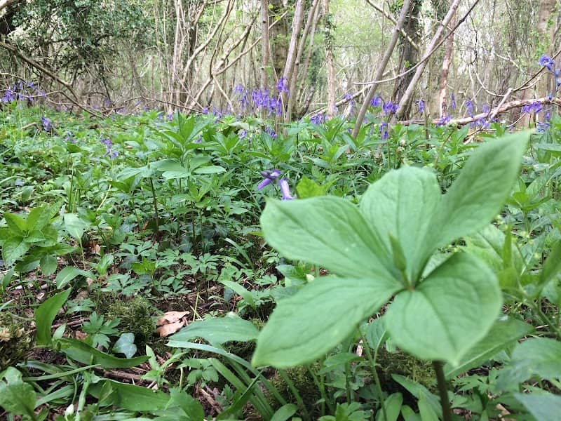 Lippets Grove Nature Reserve - Image 1