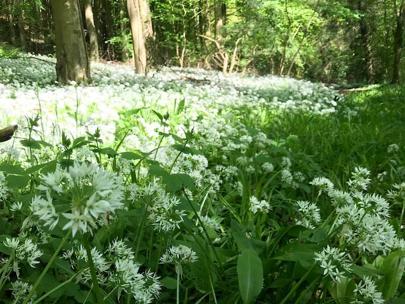 Lippets Grove Nature Reserve - Image 2