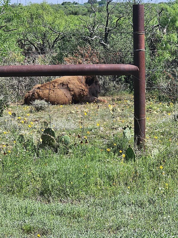 San Angelo State Park North Shore Entrance - Image 2