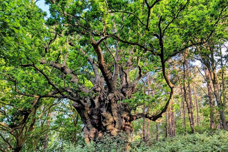 Orwell Country Park - Image 2