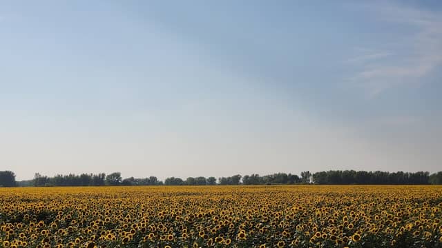 Sun Flower Attraction field - Image 1