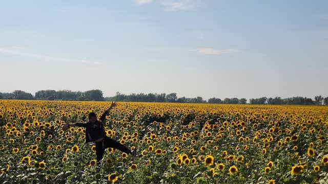 Sun Flower Attraction field - Image 2