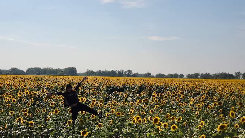 Sun Flower Attraction field - Image 2