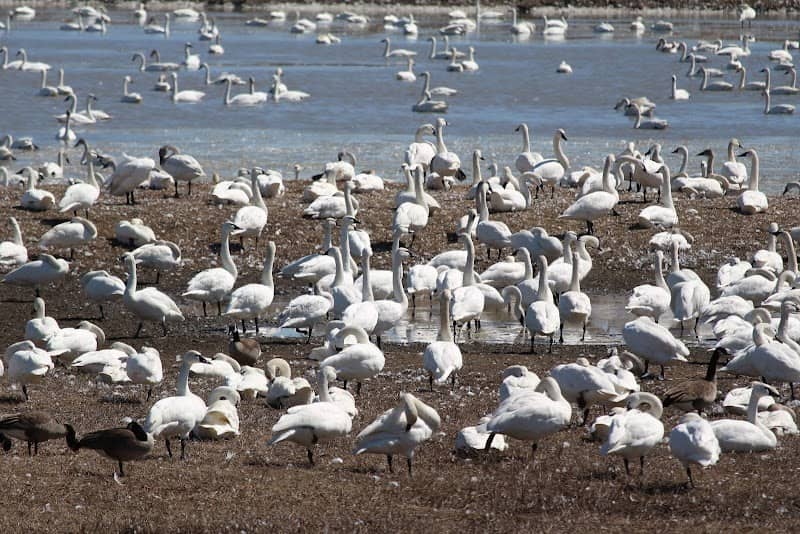 🦢Aylmer Wildlife Management Area - Image 1