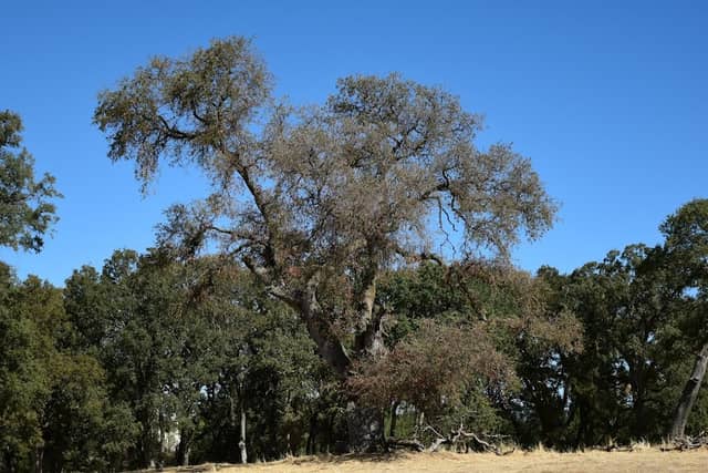 Blue Oaks Park - Image 1