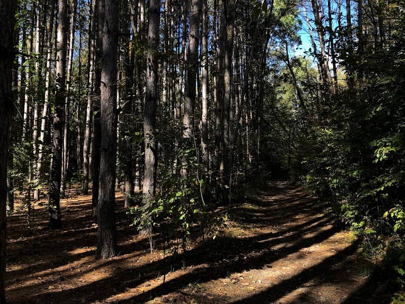 Huron-Manistee National Forest - Image 1