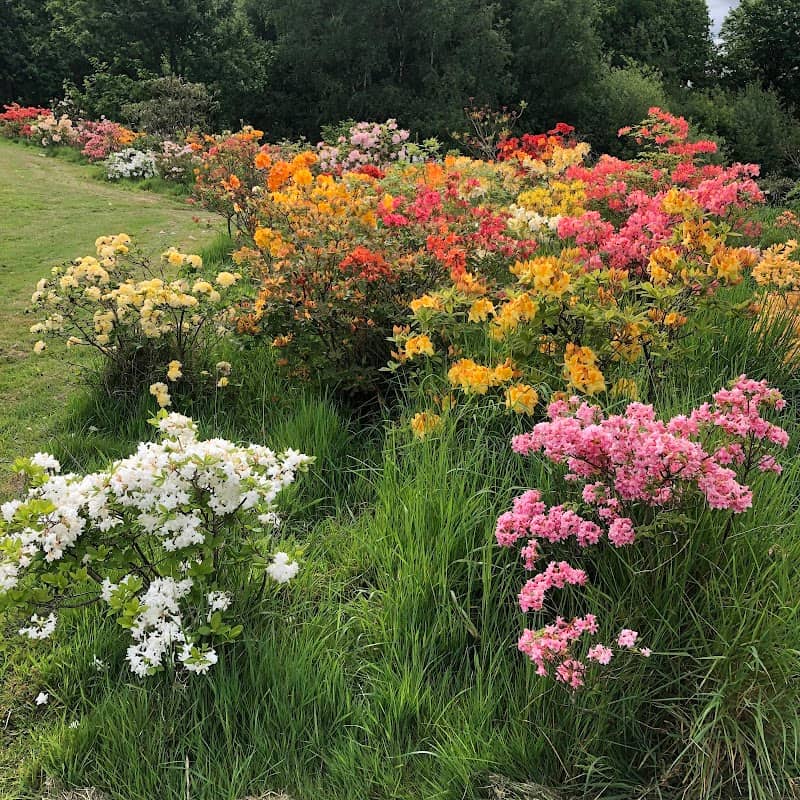 Collection of Deciduous Azaleas - Image 1