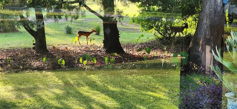 Toddy Pond - Image 3