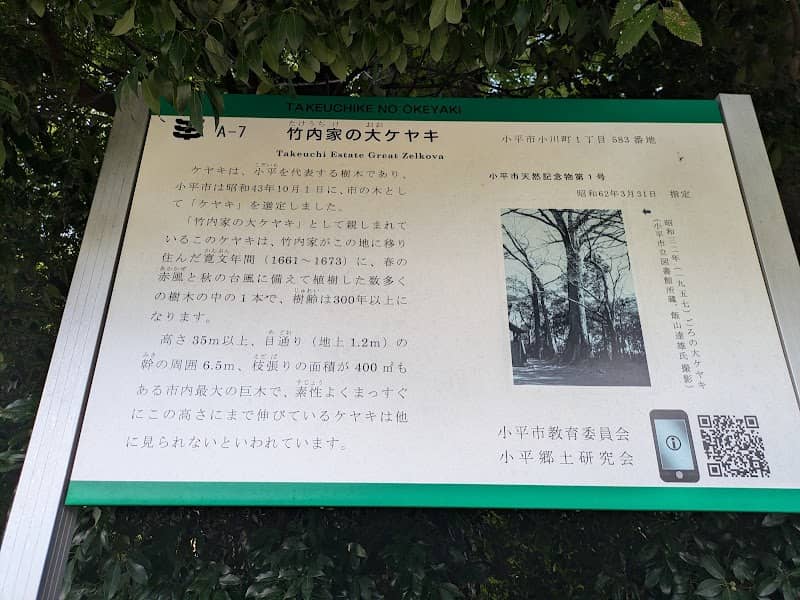 Large zelkova of Takeuchi house - Image 2