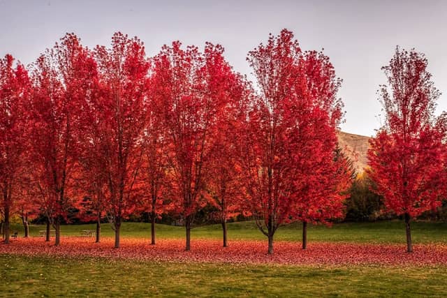 Deerfield Park - Image 2