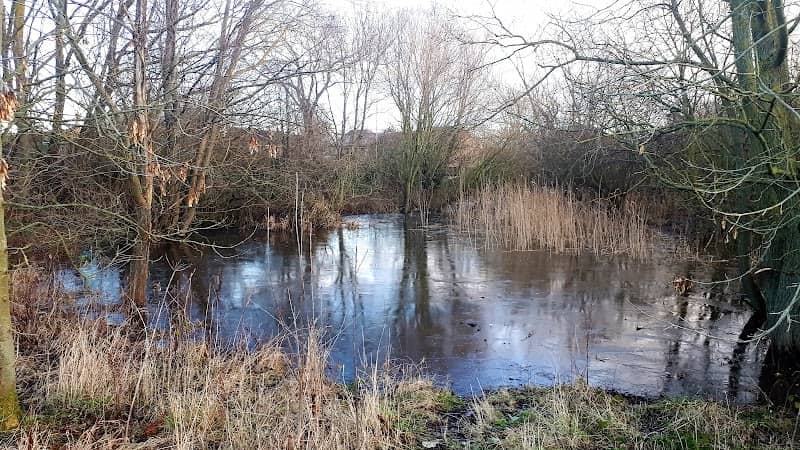 Coulby Newham Pond - Image 1