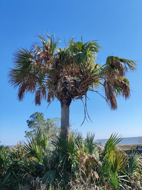 Rare Double-Headed Sabal Palm - Image 1