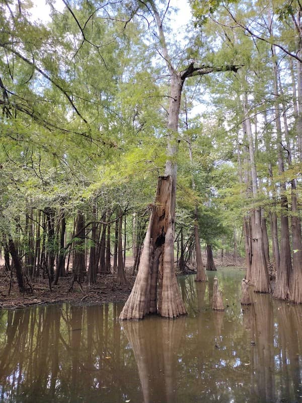 D'Arbonne National Wildlife Refuge - Image 3