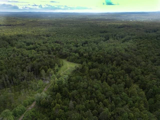 Rindge Town Forest - Image 1