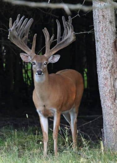 The Refuge Ranch | Michigan Trophy Deer Hunts - Image 2