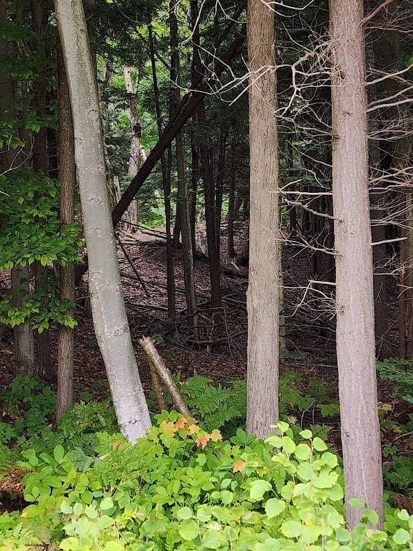 Menonaqua Woods Nature Preserve - Image 2