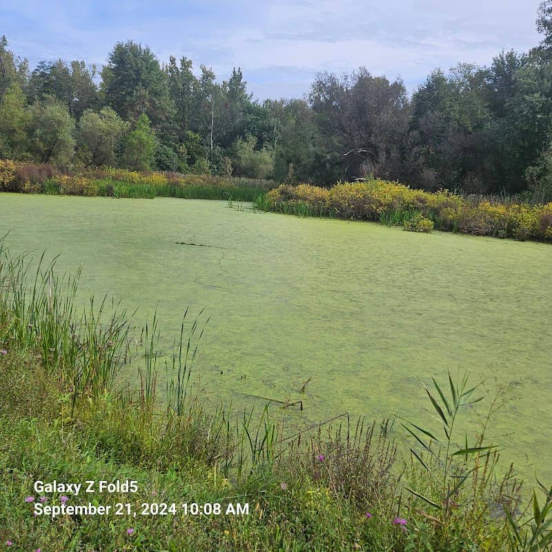 Vosburgh Swamp Wildlife Management Area - Image 2