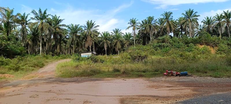 Sawit Rimba - Image 1
