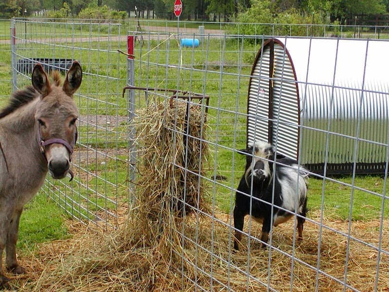 Mary's Country Critters Mobile Pony Rides and Mobile Petting Zooand petting zoo - Image 2