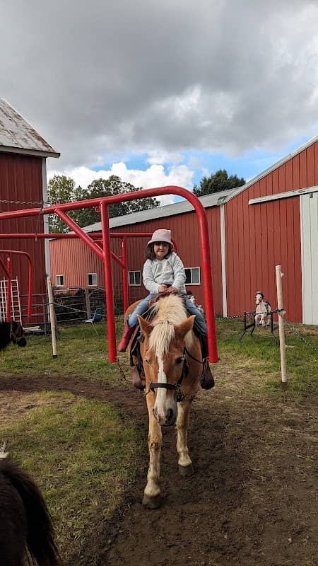 Mary's Country Critters Mobile Pony Rides and Mobile Petting Zooand petting zoo - Image 1