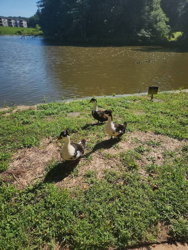 Century Lake Park - Image 2