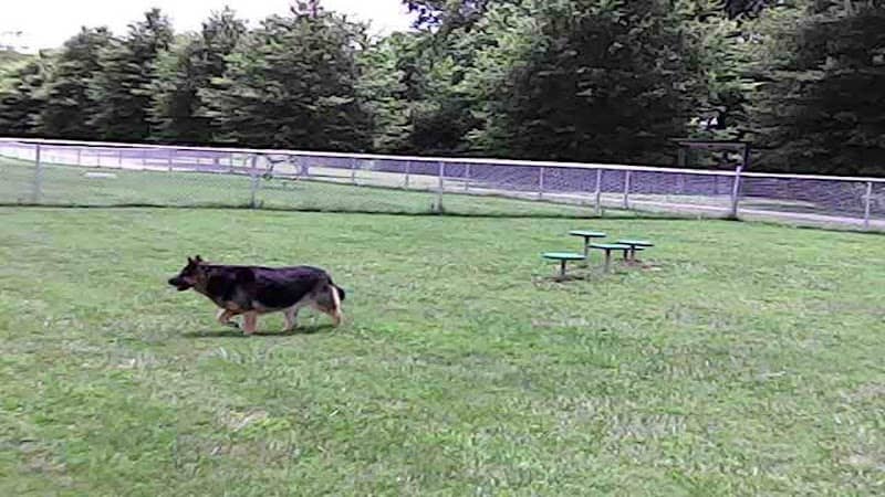 Wartrace Dog Park - Image 1