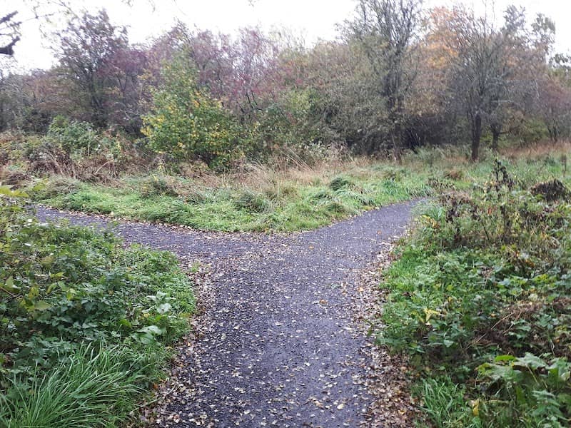 Boghead Wood - Image 1