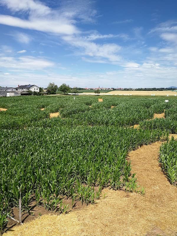 Labyrinth im Maisfeld - Image 1