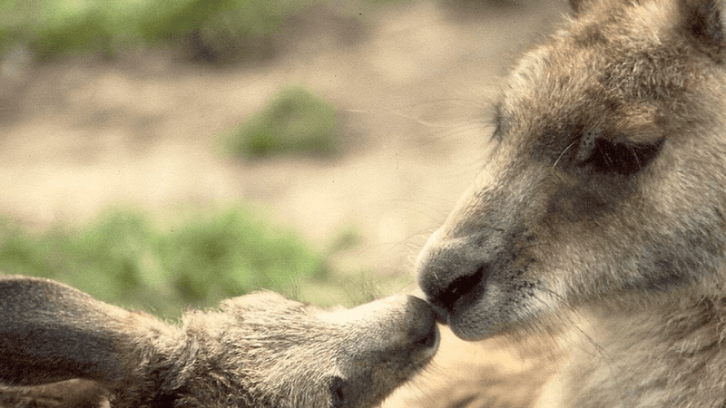 Phillip Island Wildlife Park - Image 1
