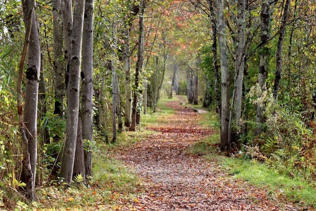Bog Meadow Brook Nature Trail - Image 2