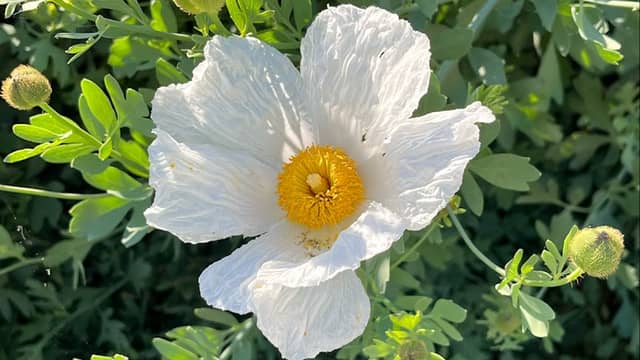 Clovis Botanical Garden - Image 1