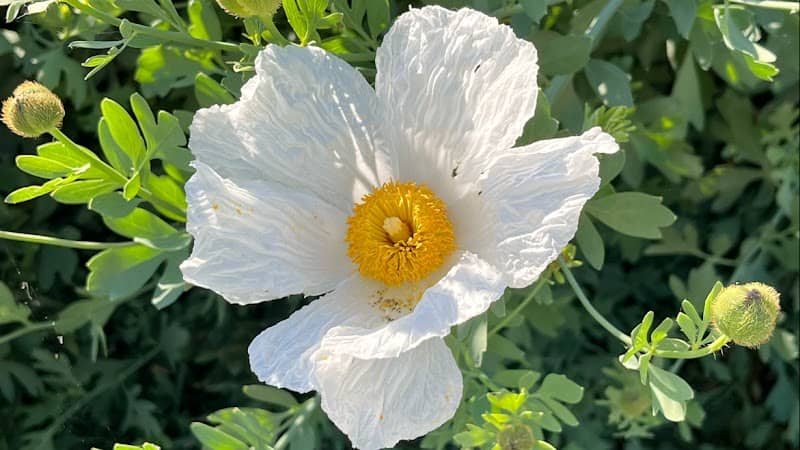 Clovis Botanical Garden - Image 1