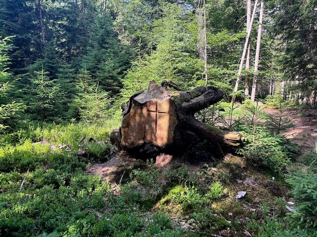Kreuz im Baumstumpf - Image 1