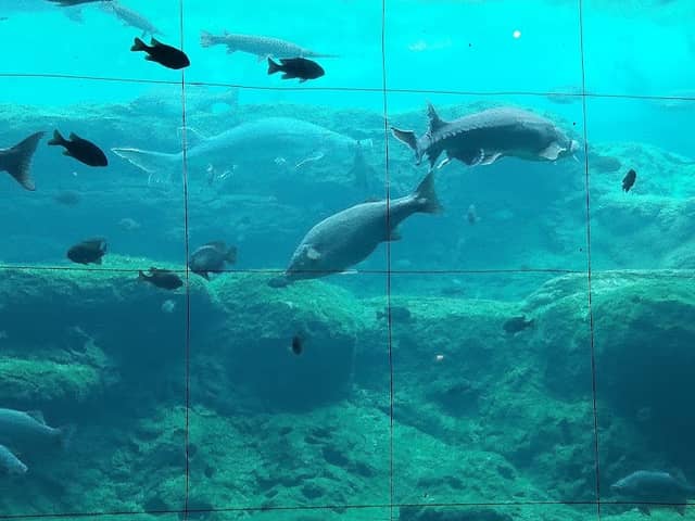 Flint RiverQuarium - Image 2
