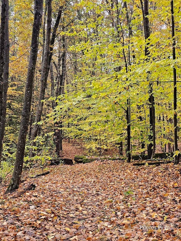 Fanny Mason Forest Trailhead - Image 1
