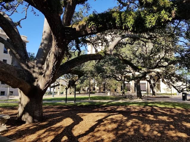 Century Tree - Image 2