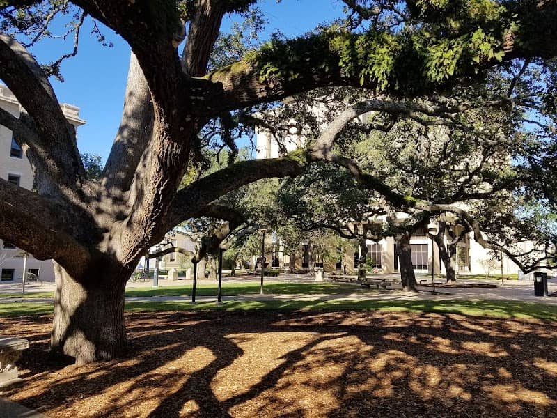 Century Tree - Image 2