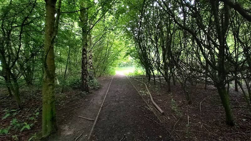 Millennium Woodland - Image 2