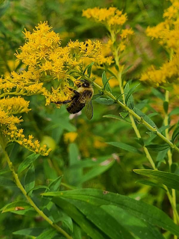 Martha Cameron Nature Preserve - Image 2