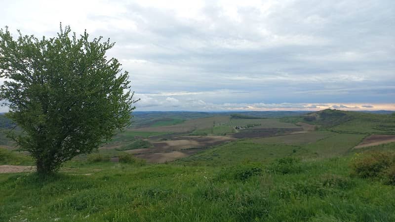 Pădurea Săbed - Image 2