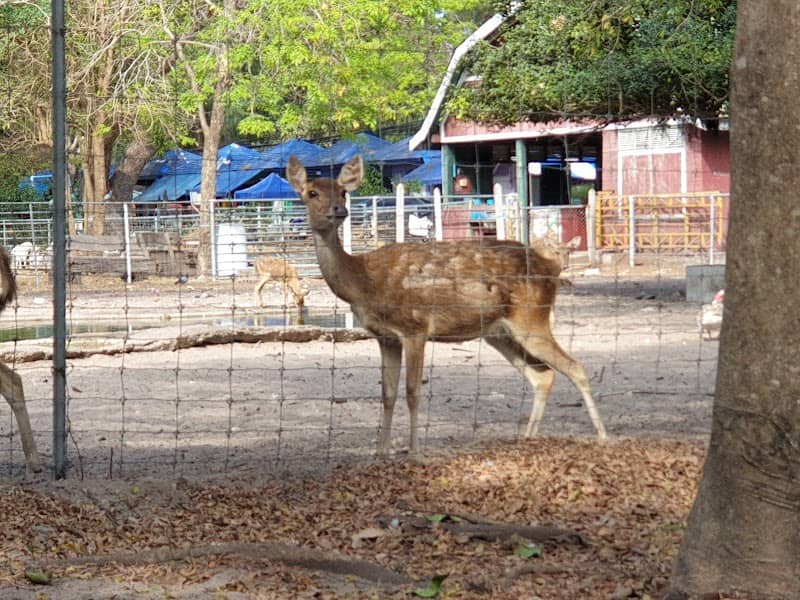 Ao Manao Petting Zoo - Image 1