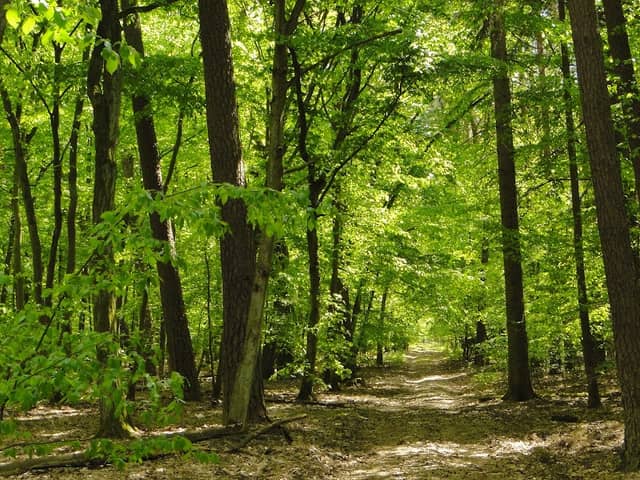 Mixed Forest Nature Reserve - Image 1