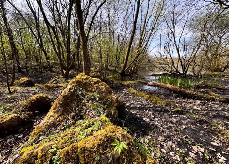 Witchwood Lochans - Image 1