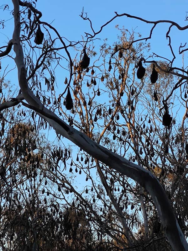 Bats Sanctuary Melbourne - Image 1
