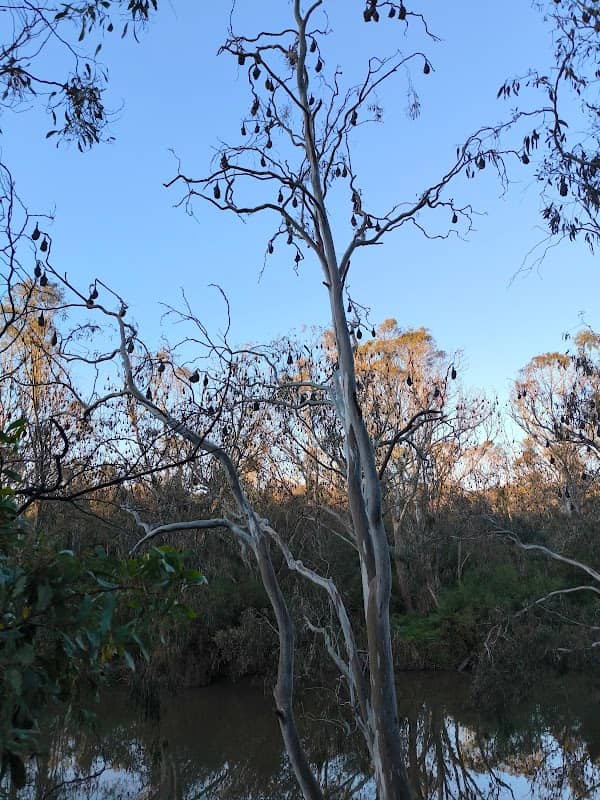 Bats Sanctuary Melbourne - Image 2