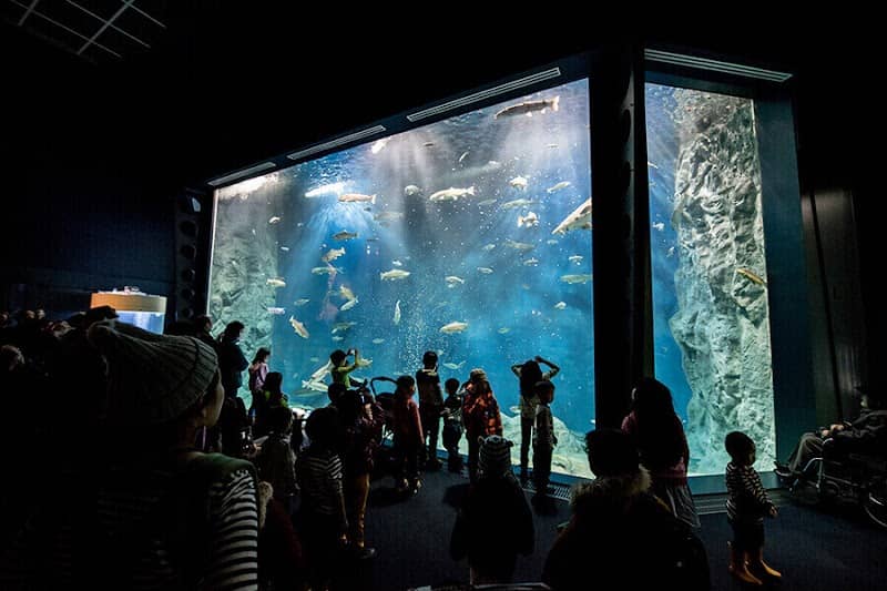 Chitose Salmon Aquarium - Image 2