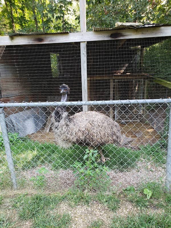 Riverside Wildlife Center - Image 2